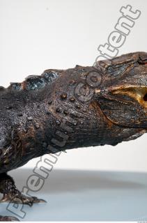 Crocodile body photo reference 0085